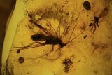 Three Detailed Fossil Flies (Diptera) In Baltic Amber #105508-1